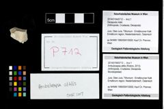 Foto (Objekt + Etikett) von Ambulocapsa altilis (Robins, 2013)  (NHMW-GEO-2014-0194-0712)